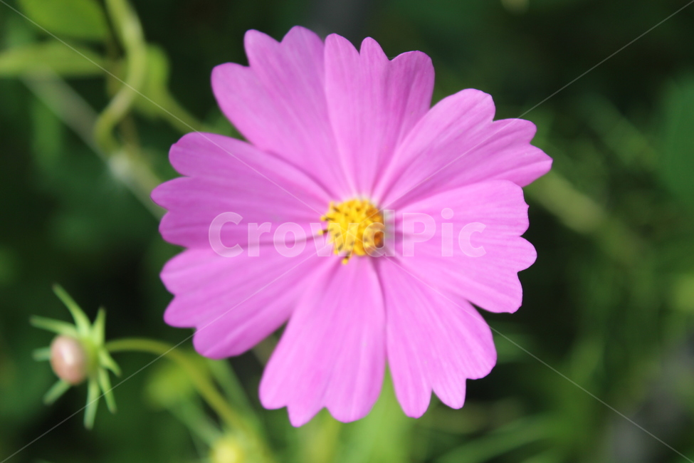 plant,식물,flower,꽃,코스모스,가을,계절,fall,autumn,season,식물,자연,plants,nature,꽃,flower,blossom,anther,꽃밥