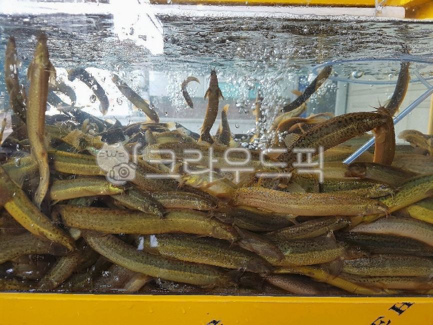 미꾸라지,민물고기,생물,fish,미꾸리,식재료,음식재료,요리재료,국내산,국산,loach,자연산,생선,추어탕재료,식용물고기,식용,물고기,freshwaterfish,food,chutang,loachsoup,edible,ediblefish,어류,fishes,foodingredients,cookingmaterial,foodstuff,수족관,aquarium,수산물,marineproducts,chueotangingredients,slipperyloach,mudfish,chueotang,추어탕,edibility,loachfish,nativeloach,토종미꾸라지