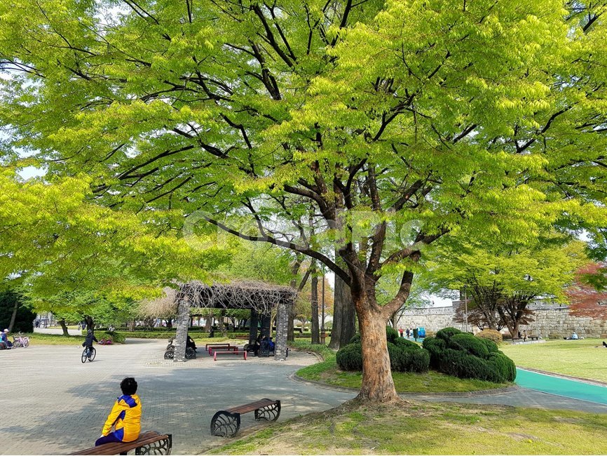 outdoors,person,공원,고목,봄,나무,식물,자연,plants,nature,나무,trees,wood