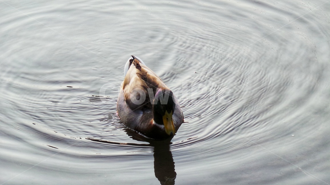 오리,조류,동물,청둥오리,duck,동물,animal,조류,새,birds