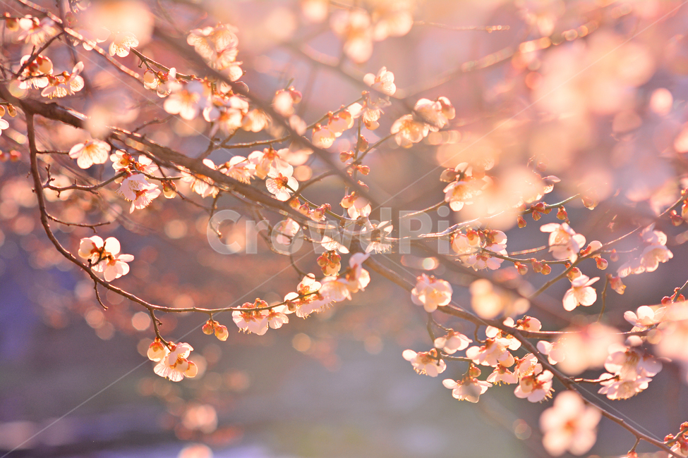 봄꽃,감성사진,살구꽃,시즌,계절,꽃,감성풍경,플라워,flowers,season,배경,바탕,백그라운드,분위기,느낌,필링,feeling,sensible,emotional,색감,야외,옥외,아웃도어,plant,식물,벚꽃,봄,계절,spring,season,식물,자연,plants,nature,꽃,flower