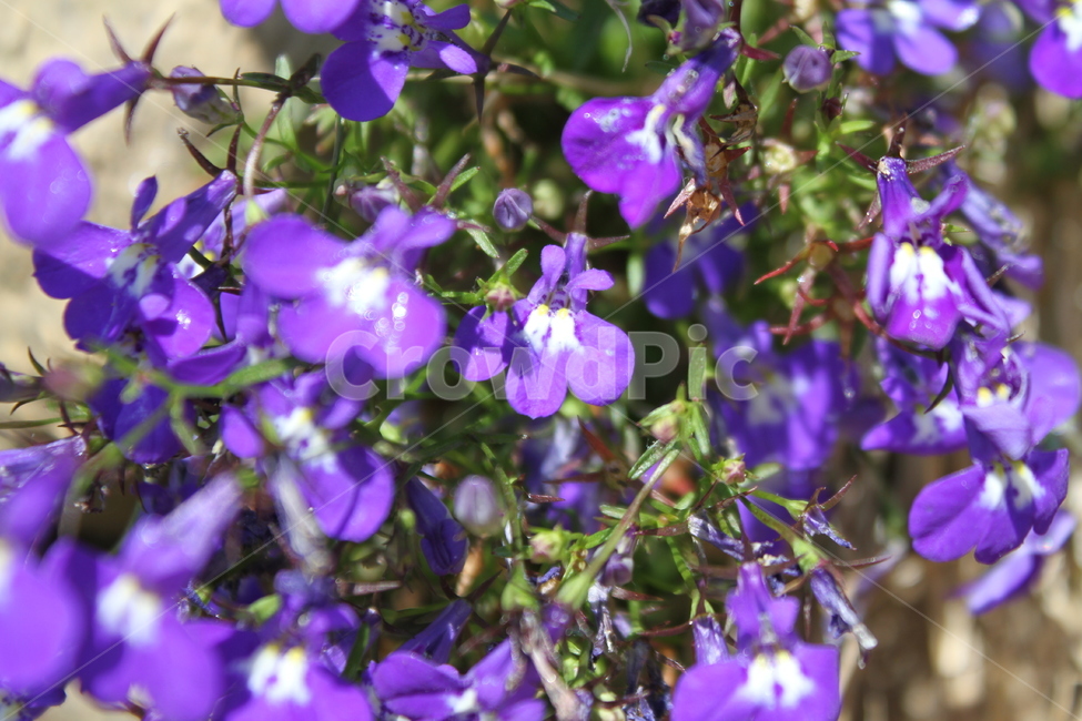 로벨리아,식물,꽃,보라색,Lobeliaerinus,식물,자연,plants,nature,꽃,flower