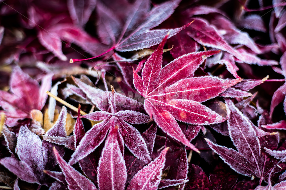 가을,낙엽,단풍,이슬,성에,가을,계절,fall,autumn,season,겨울,winter,plant,식물,leaf,잎