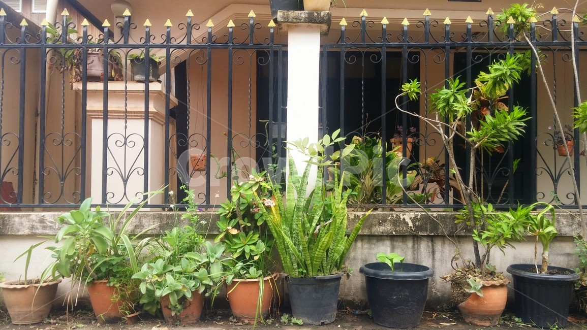 화분,자연,색감,green,녹음,도시,식물,자연,plants,nature