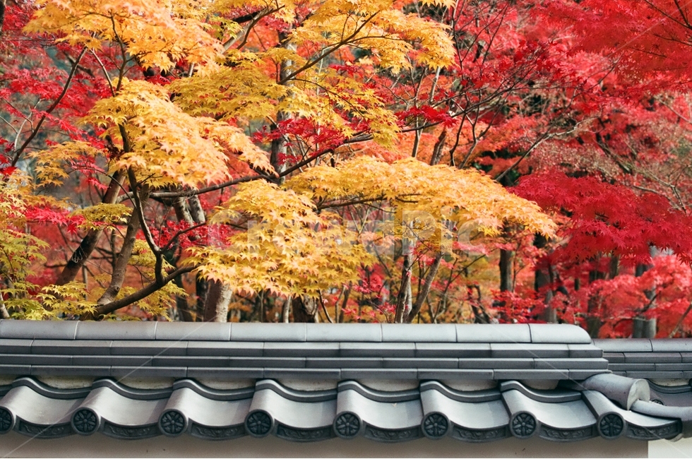 가을,단풍,붉은색,노란색,기와,가을,계절,fall,autumn,season,해외,외국,세계,foreign,oversea,world,식물,자연,plants,nature,나무,trees,wood,건축물,건물외관,exterior,building,structure,architecture,construction,tree,plant,maple,leaf,잎