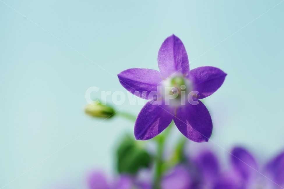 벨플라워,종꽃,봄꽃,화초,식물,자연,풍경,nature,landscape,식물,plants,꽃,flower,geranium,제라늄,blossom,plant