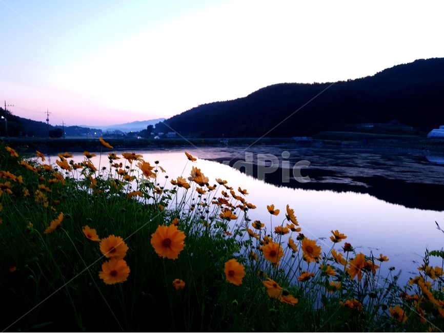 일출,여명,저수지,아침,빛,풍경,자연,풍경,nature,landscape,식물,plants,꽃,flower,outdoors,옥외