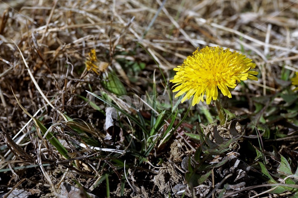 민들레,노랑,봄,꽃,계절,dandelion,spring,flower,bloom,yellow,life,생명,봄소식,식물,자연,plants,nature,꽃,flower