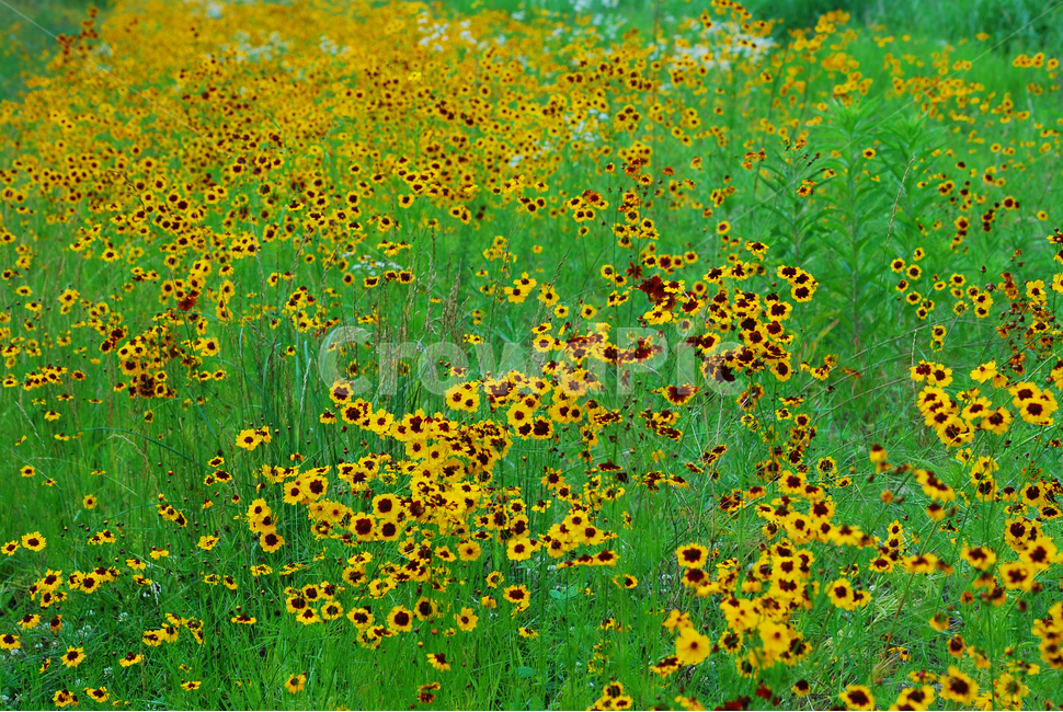 야생화,감성,분위기,천인국,여름꽃,들꽃,노랑꽃,들판,야외,시즌,계절,귀화식물,꽃,flowers,plant,beautiful,yellow,feeling,emotion,sensible,예쁜,느낌,꽃봉오리,들녘,꽃밭,배경,바탕,백그라운드,식물,자연,plants,nature,꽃,flower