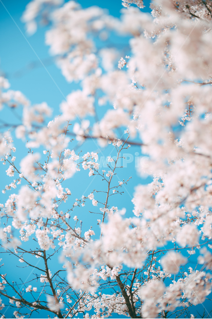 꽃,flower,blossom,식물,plant,봄,벚꽃,벚나무,봄,계절,spring,season