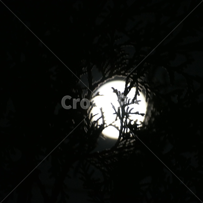 달,보름달,반달,파란하늘,밤,하늘,밤하늘,구름,몽환적,moon,supermoon,cloud,night,sky,bluesky,nightsky,thanksgivingday,야경,밤,풍경,nightscape,night,landscape,nature,자연,outdoors,옥외,universe,우주,astronomy,천문학,outer space,대기권 밖