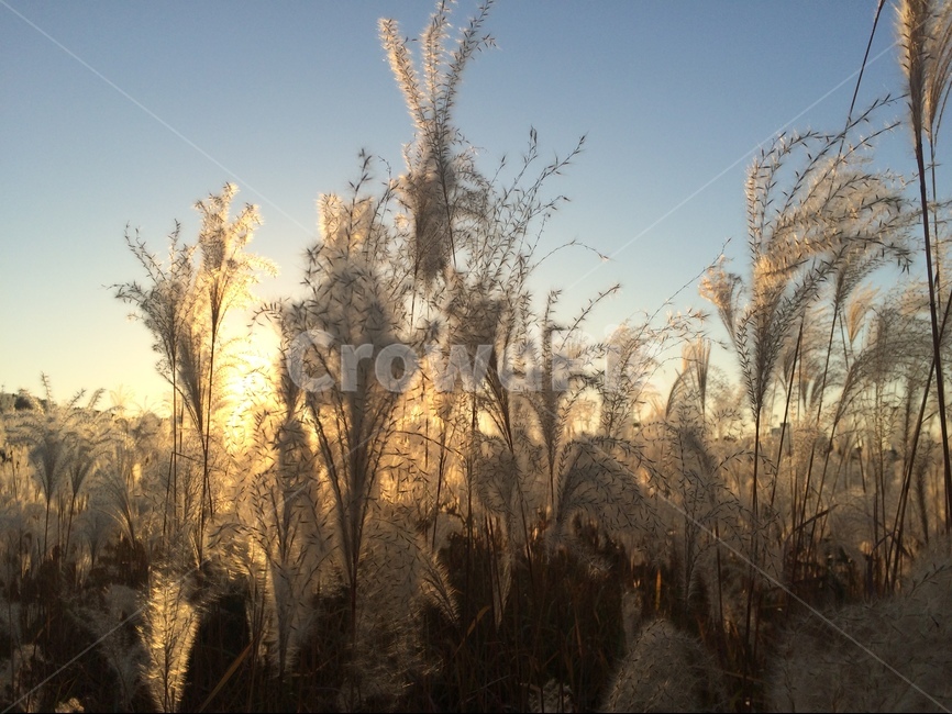 태화강,노을,해질녘,갈대,가을,식물,자연,plants,nature