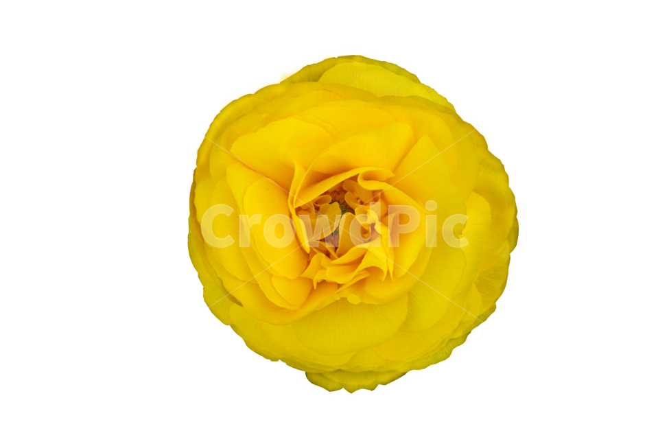 plant,식물,blossom,꽃,rose,장미,flower,자연,노란꽃,yellow,한송이