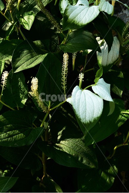 삼백초,삼백초과,멸종위기야생생물2급,여러해살이풀,야생화,식물,자연,plants,nature