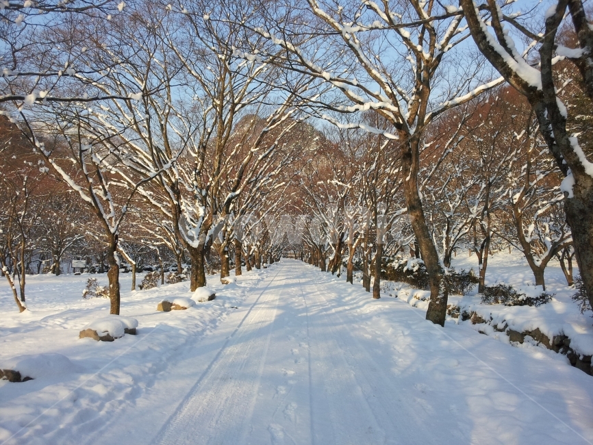 눈,산,나무,겨울,설원,흰색,Snow,Mountain,Tree,Winter,White,겨울,계절,winter,season,자연,풍경,nature,landscape,식물,plants,나무,trees,wood,tree,plant,outdoors,옥외,vegetation,초목,woodland,삼림지,land,땅,forest,숲