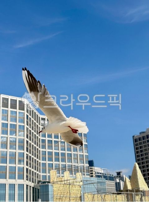 Haeundae,seagull,winter,sky,building,building