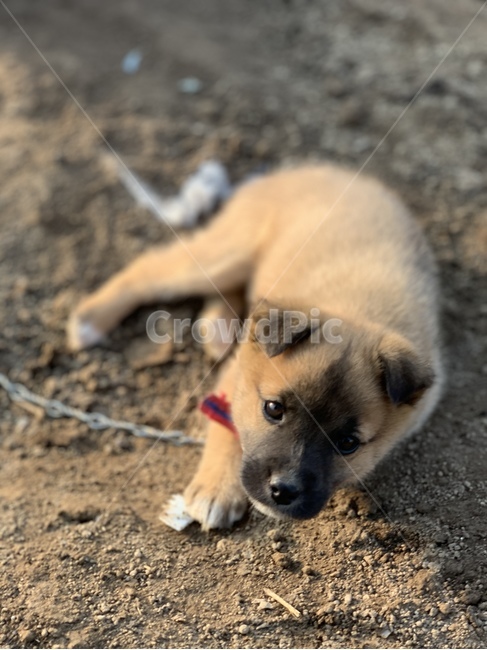 animal,동물,개,dog,pet,애완동물,강아지,doggie,doggy,시골개,똥개,동물,animal,포유류,mammal,개,강아지,dog,doggy