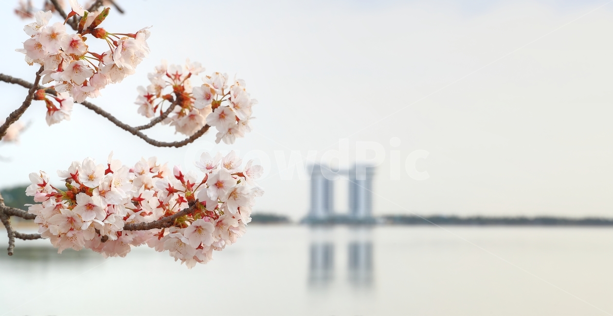 경포대,아리바우길,봄,길,물,호수,경포호,벚꽃,봄,계절,spring,season,plant,식물,blossom,꽃,cherry blossom,flower