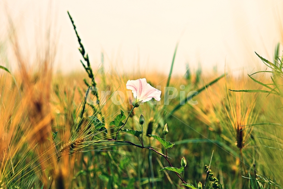 나팔꽃,보리밭,꽃,보리,곡식,자연,식물