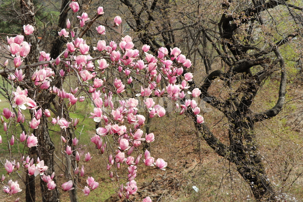 자목련,봄,꽃,핑크,나무줄기,여러송이,봄,계절,spring,season,식물,자연,plants,nature,꽃,flower,plant,blossom