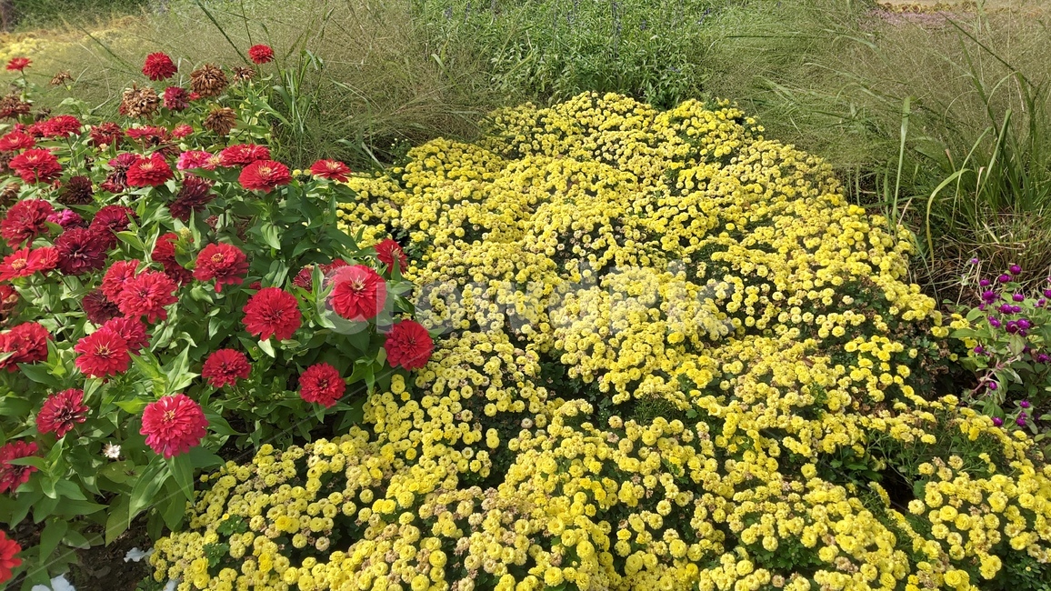 노원구,산책길,꽃,꽃밭,벤치,nowongu,flowers,flowergarden,walkway,walkingpath,bench,식물,자연,plants,nature,꽃,flower