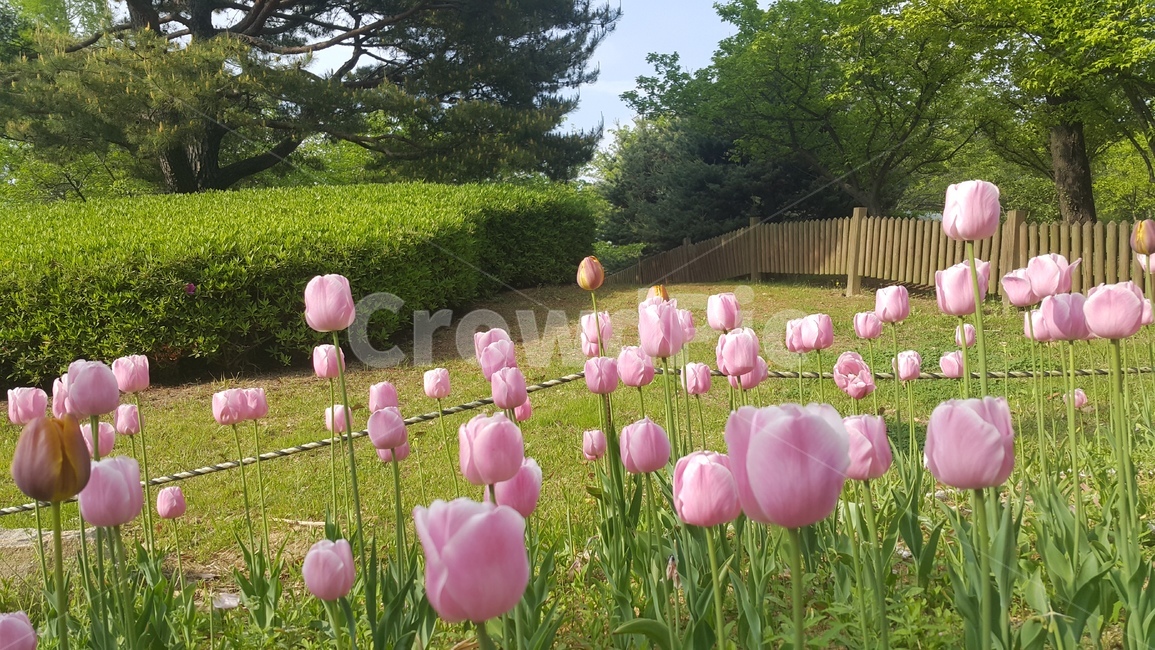 plant,식물,꽃,튤립,자연,TULIP