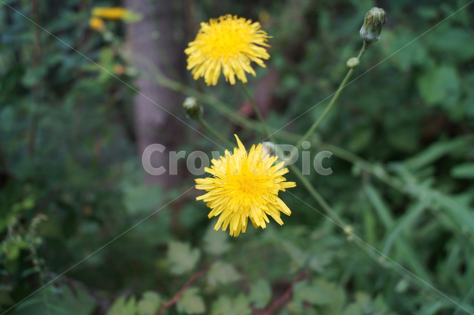 꽃,야생화,식물,들꽃,접사,식물,자연,plants,nature,꽃,flower