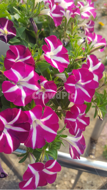 봄,식물,근접,꽃,flower