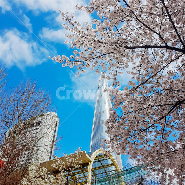 잠실,벚꽃,봄,4월,하늘