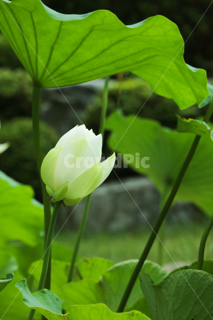 백련,연꽃,수련,꽃,흰꽃,하얀꽃,식물,수생식물,꽃송이,꽃봉오리,잎,잎사귀,계절,여름,자연,식물,자연,plants,nature,꽃,flower
