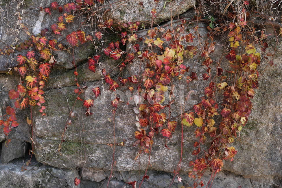 덩쿨,돌담,가을덩쿨,식물,plant,leaf,잎,덩쿨식물