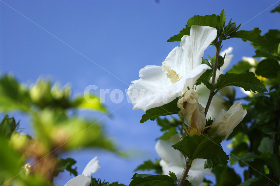 무궁화,꽃,식물,flower,plant,식물,자연,plants,nature,꽃,flower