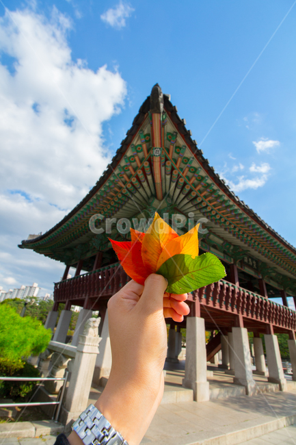 경기도,성남,분당,분당중앙공원,공원,수내동,가옥,단풍,가을,한국,전통,자연,풍경,구름,하늘,가을,계절,fall,autumn,season,랜드마크,landmark,tourist attraction,한국랜드마크,한국관광지,한국명소,korea landmark,korea tourist attraction,건축물,건물외관,exterior,building,structure,architecture,construction,leaf,잎,plant,식물