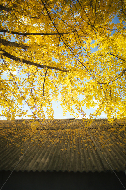 풍경,거창,의동마을,은행나무,노란색,감성사진,가을,자연,가을,계절,fall,autumn,season,tree,나무,plant,식물,leaf,잎
