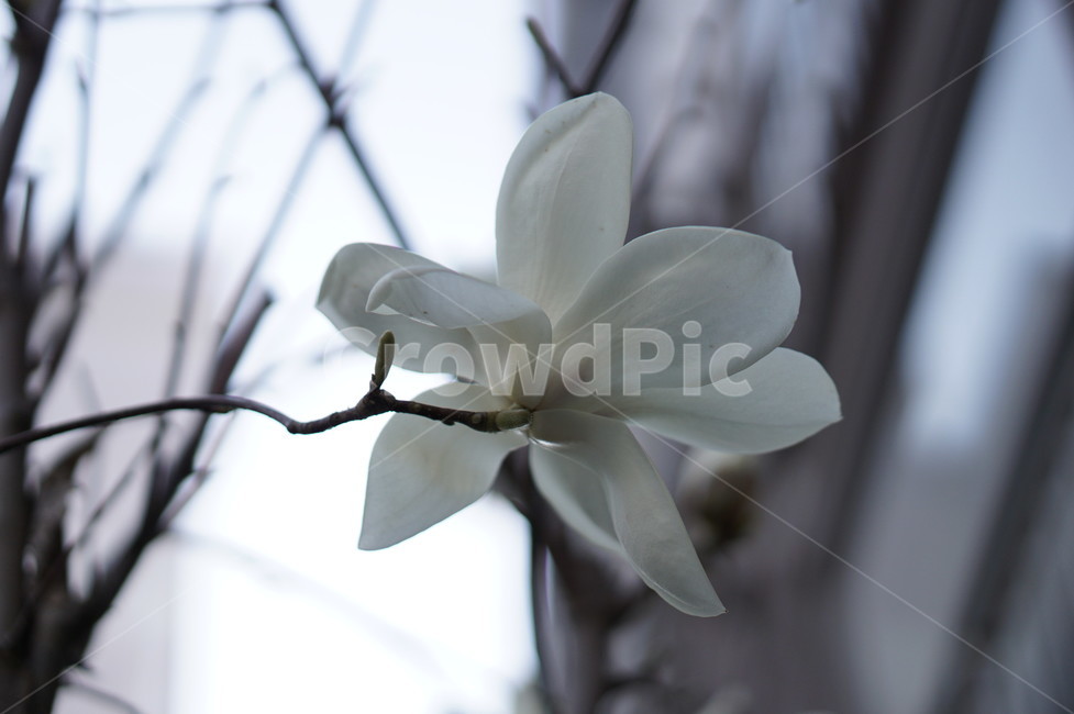 목련,싱그러움,봄,고귀함,새로움,식물,자연,plants,nature,꽃,flower