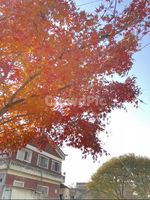 단풍,나무,가을,빨강,단풍나무,하늘,가을,계절,fall,autumn,season,식물,자연,plants,nature,나무,trees,wood,tree,plant,maple