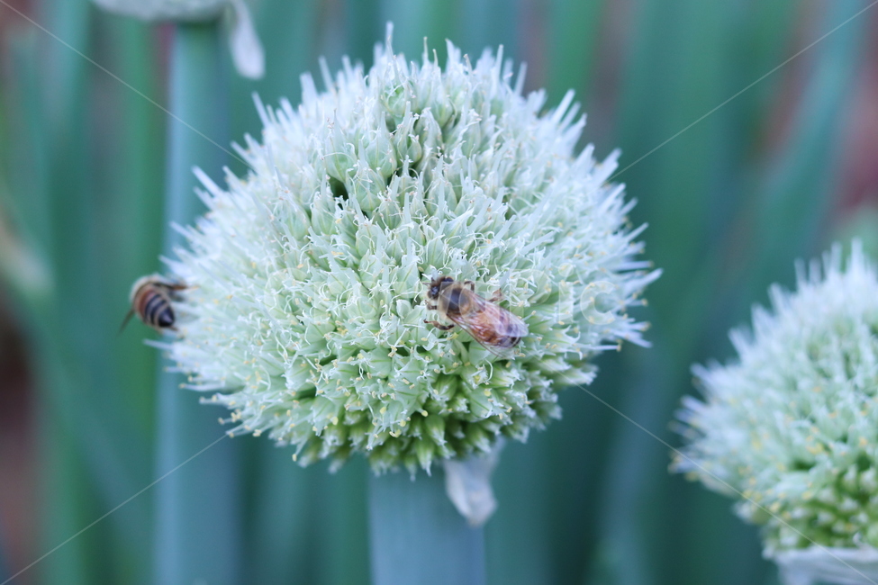 꽃,대파,꿀벌,정원,자연,식물,자연,plants,nature,꽃,flower,동물,animal,곤충,벌레,insect,bug,감성,sensible,feeling