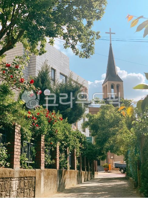 아름다운길,장미,길,골목,첨탑,뾰족한탑,꽃길,대전,교회,tower,탑,건축물,건물