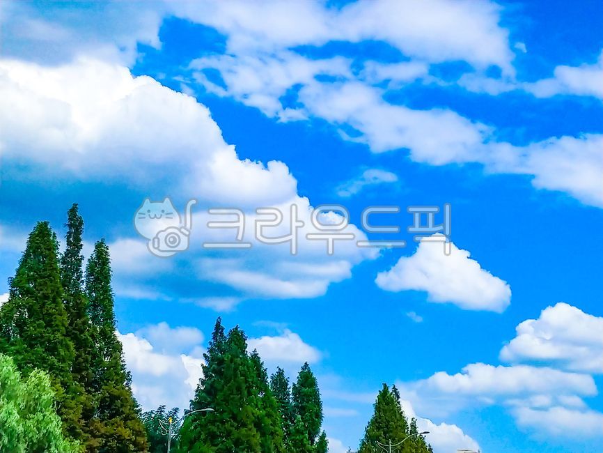 sky,blue sky,nature,white clouds,tree,clouds,branch,fir,cloud,outdoor,tree trunk,outdoors,background,plant,green tree,Emotion,Wallpapers