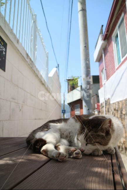 고양이,길고양이,길냥이,애완동물,반려동물,낮잠,냥이,냥,동물,고양이발,cat,kitty,animal,cute,동물,animal,포유류,mammal,고양이,cat,kitten,kitty