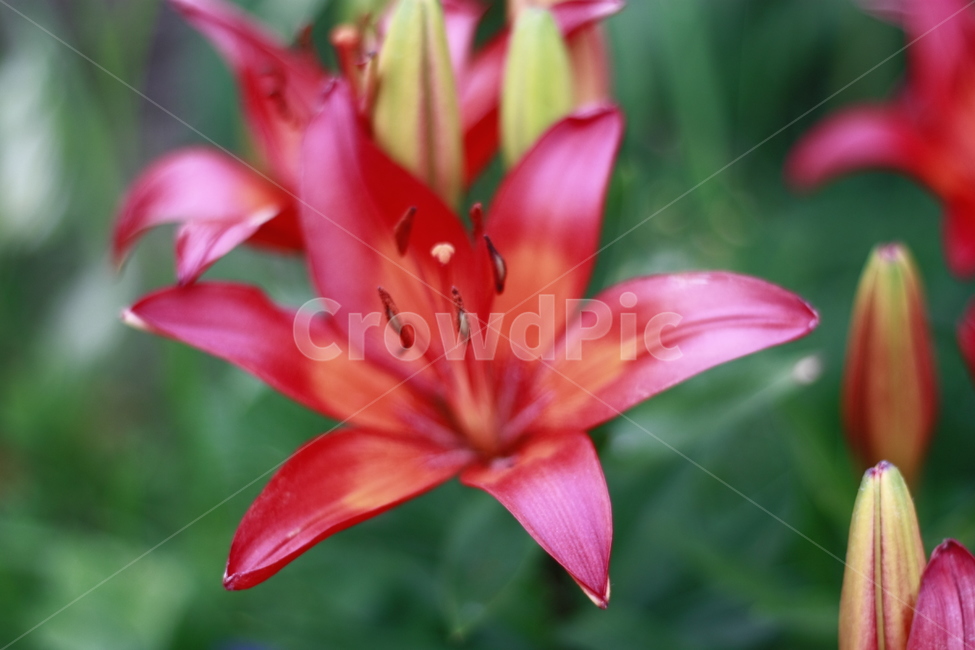 봄,꽃,나리꽃,화단,정원,식물,자연,plants,nature,꽃,flower