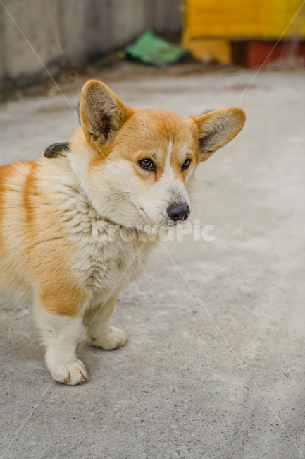 코기,웰시코기,개,강아지,숏다리,댕댕이,동물,animal,포유류,mammal,개,강아지,dog,doggy