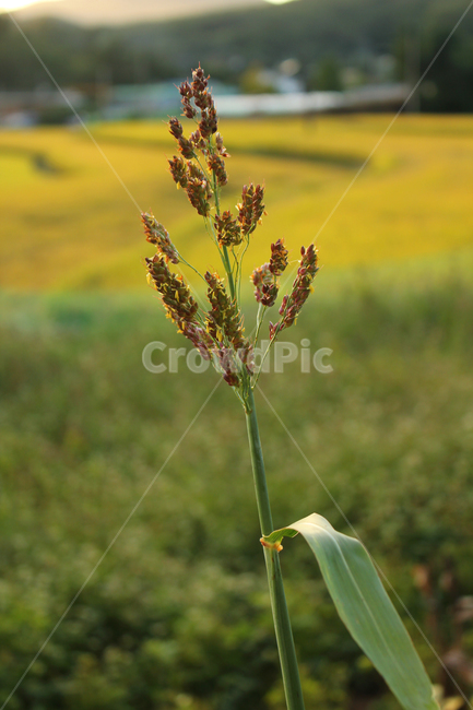 수수,농작물,곡물,곡류,식물,자연,농촌,시골,식물,자연,plants,nature