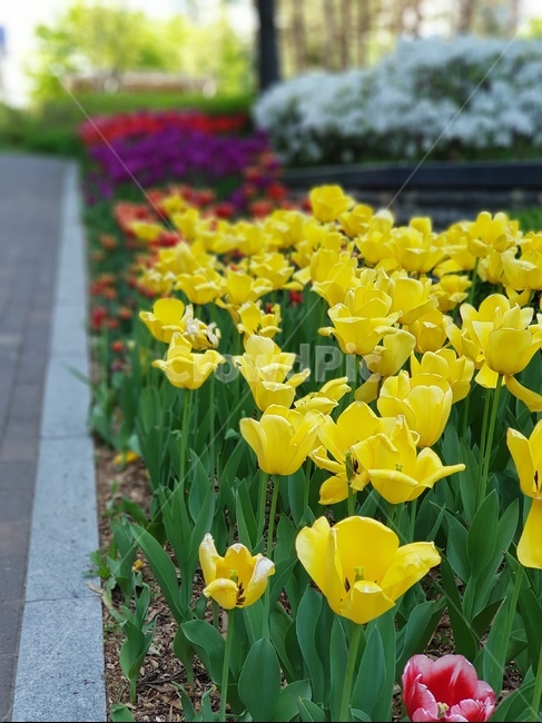 노랑색,빨강색,꽃,튤립,산책