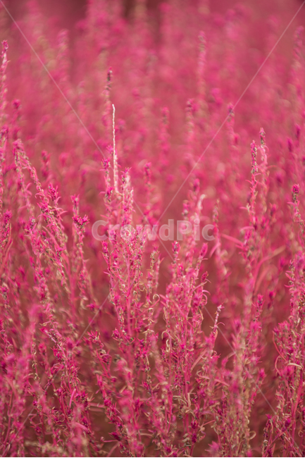 자연,식물,풍경,꽃,꽃밭,flower,풀밭,식물,자연,plants,nature