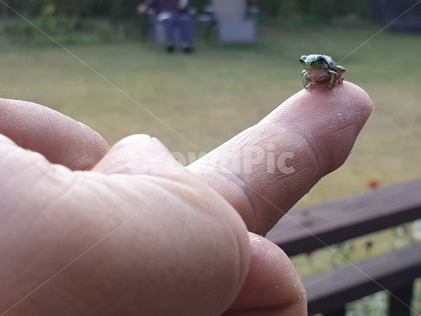 청개구리,개구리,파충류,귀여움,작은,동물,animal,파충류,양서류,reptile,amphibian