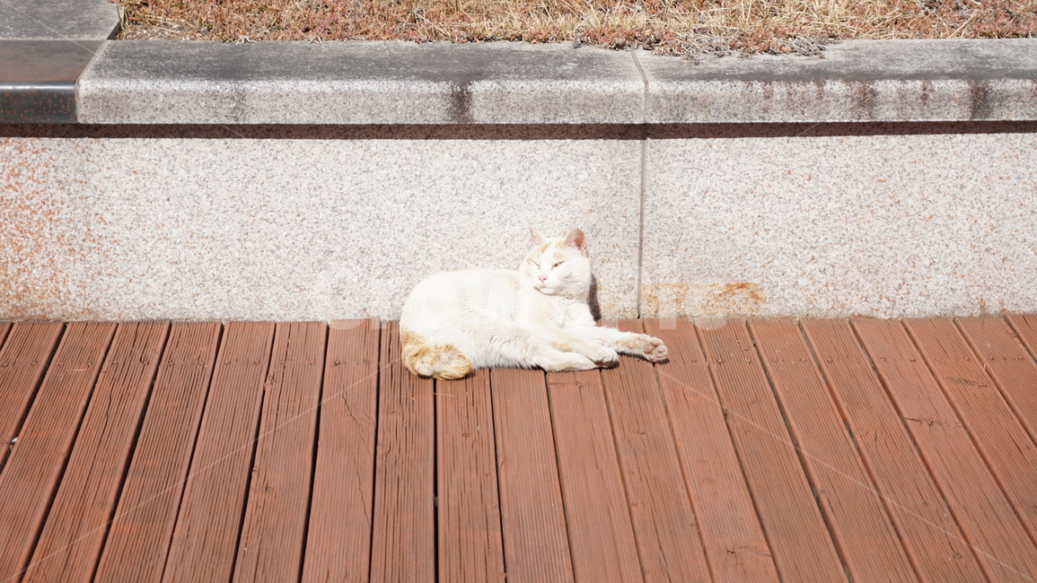 고양이,나른한고양이,길냥이,동물,길고양이