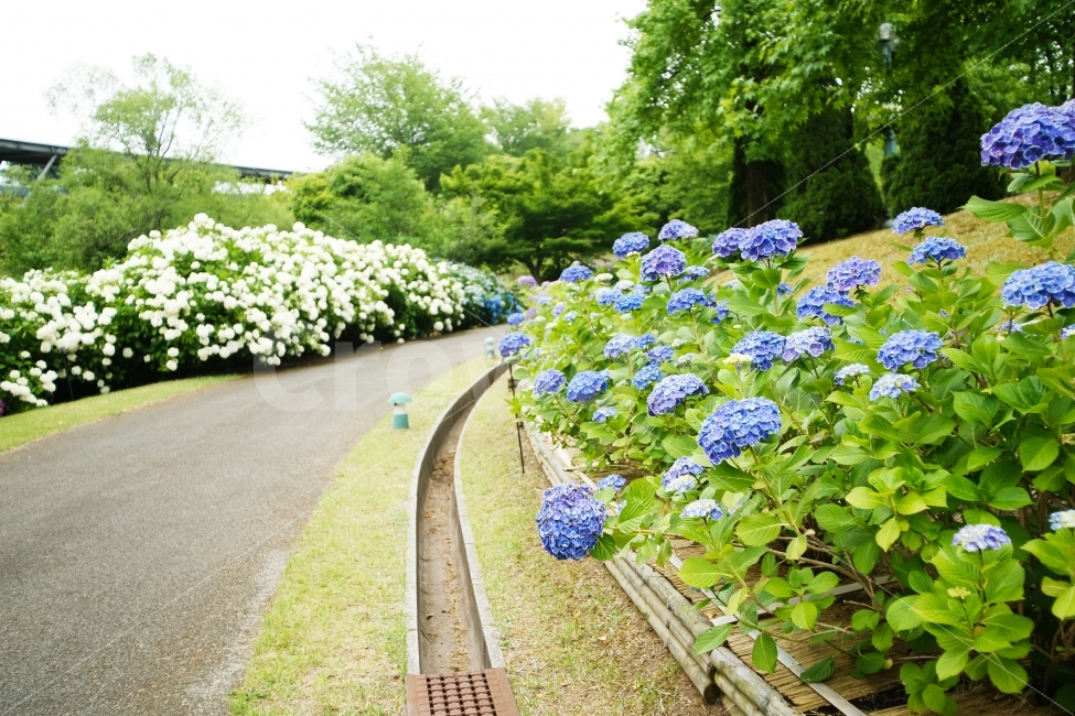 공원,꽃,수국,흰색,보라색,남색,녹색,초여름,자연,풍경,nature,landscape,식물,plants,꽃,flower,plant