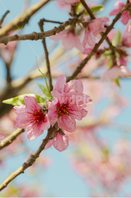 자연,봄,꽃,복사꽃,식물,flower,봄,계절,spring,season,식물,자연,plants,nature,꽃,flower,색깔,색상,색채,색감,color sense,color sensitivity,feeling of color,plant