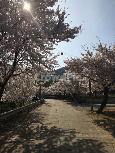 plant,식물,flower,blossom,꽃,봄,계절,spring,season,식물,자연,plants,nature,꽃,flower